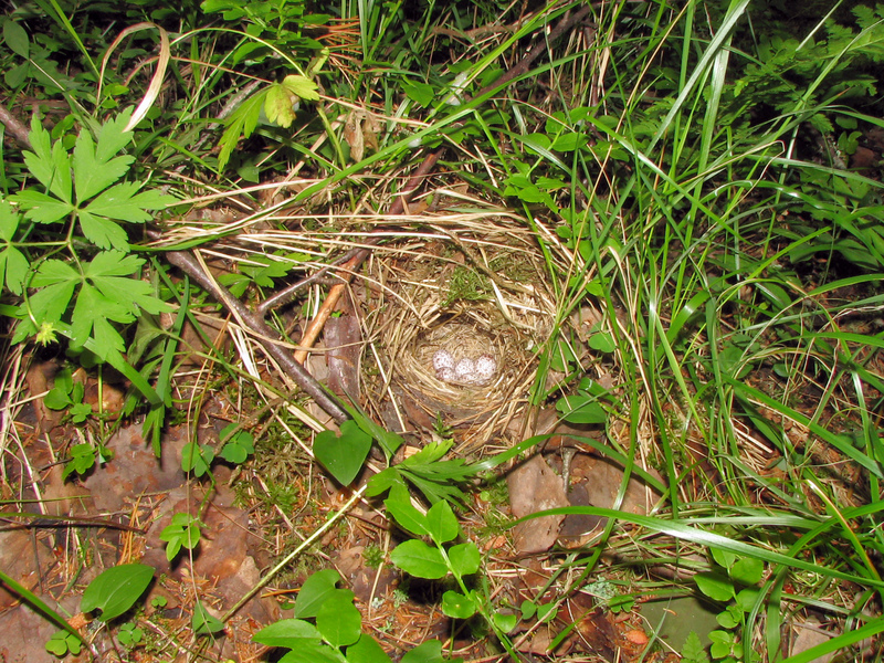 Phylloscopus sibilatrix nest; DISPLAY FULL IMAGE.