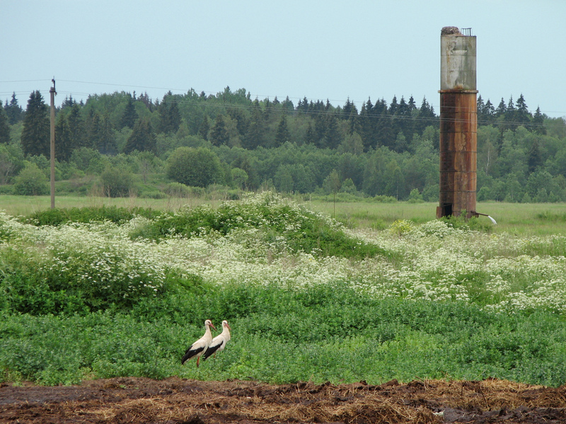 Ciconia ciconia nest on water-tower; DISPLAY FULL IMAGE.