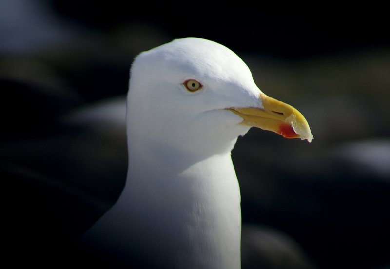 Herring Gull ; DISPLAY FULL IMAGE.