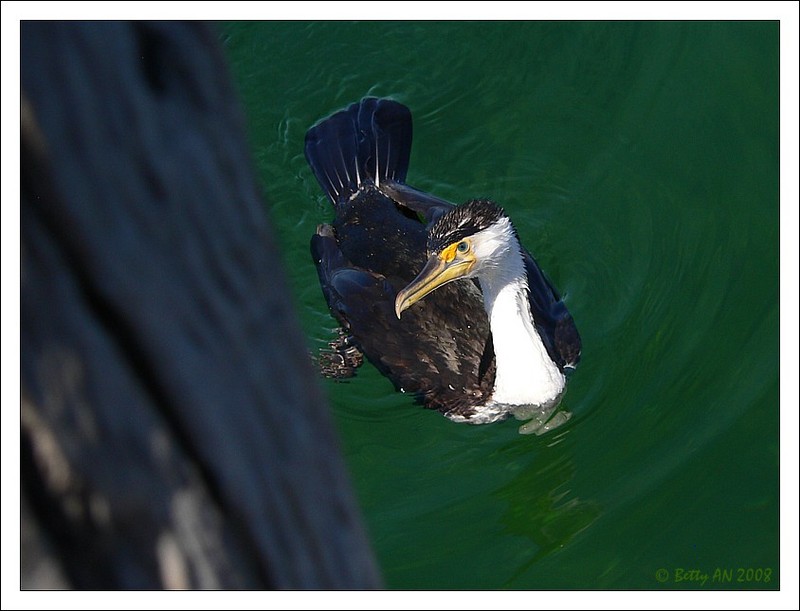 pied cormorant 1/2; DISPLAY FULL IMAGE.
