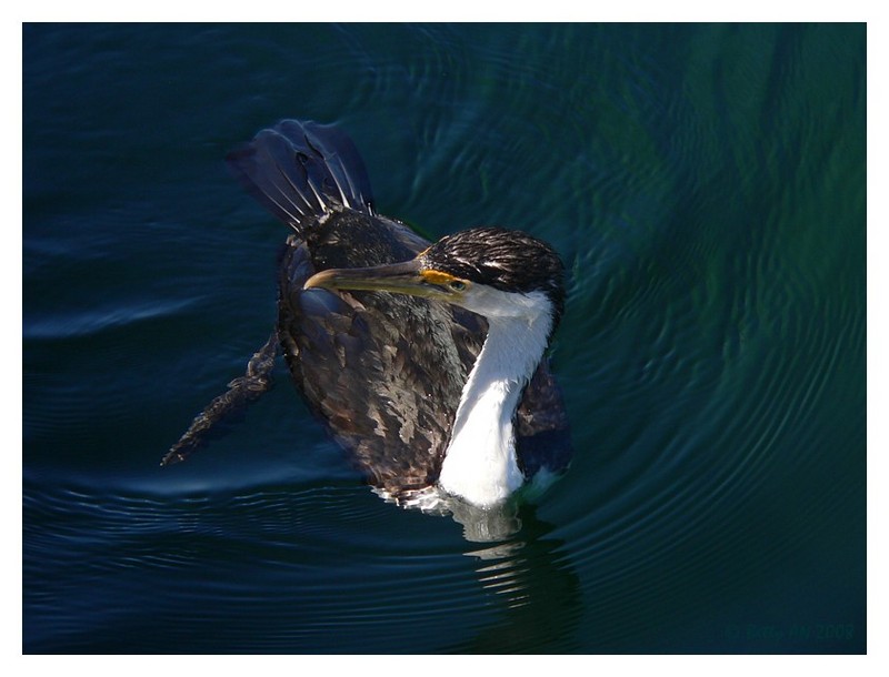 pied cormorant 2/2; DISPLAY FULL IMAGE.