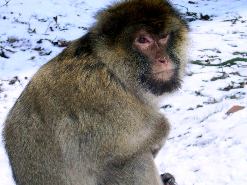 Barbary Macaque (Macaca sylvanus); DISPLAY FULL IMAGE.