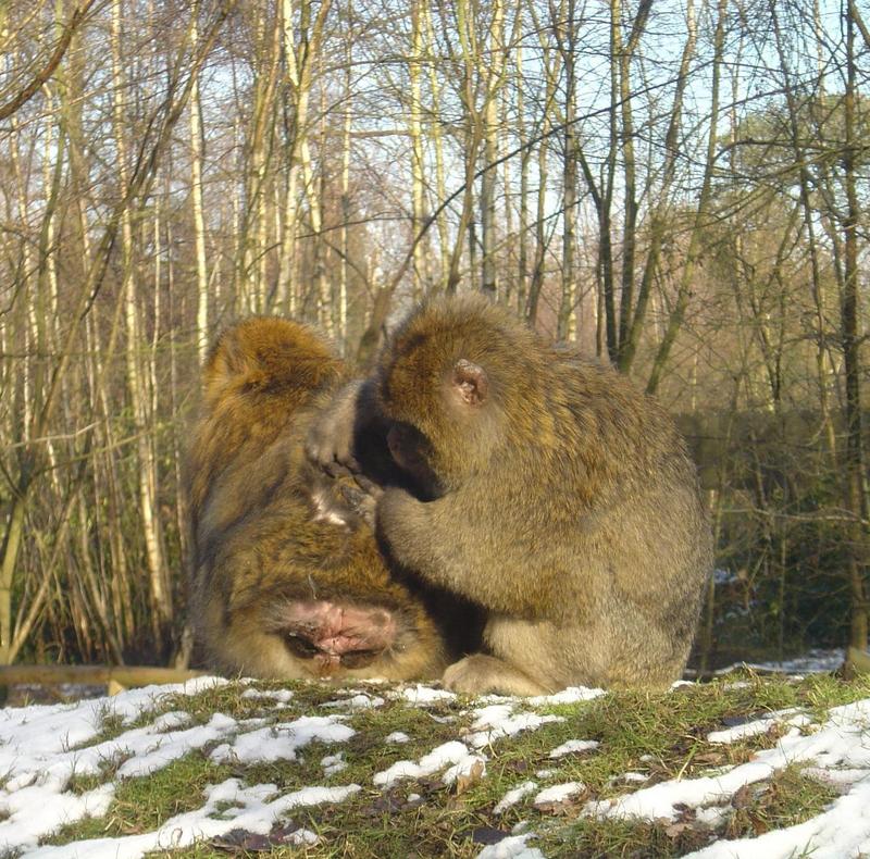 Barbary Macaques (Macaca sylvanus); DISPLAY FULL IMAGE.