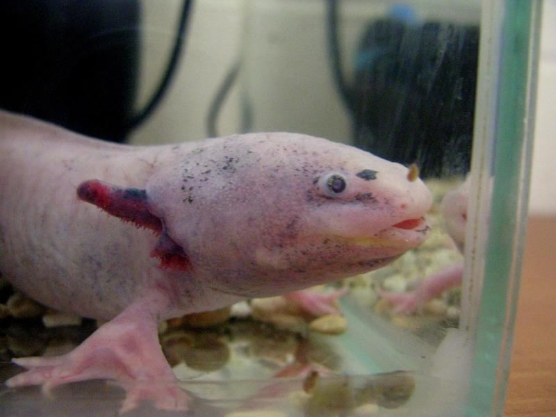 Axolotl (Ambystoma mexicanum); DISPLAY FULL IMAGE.