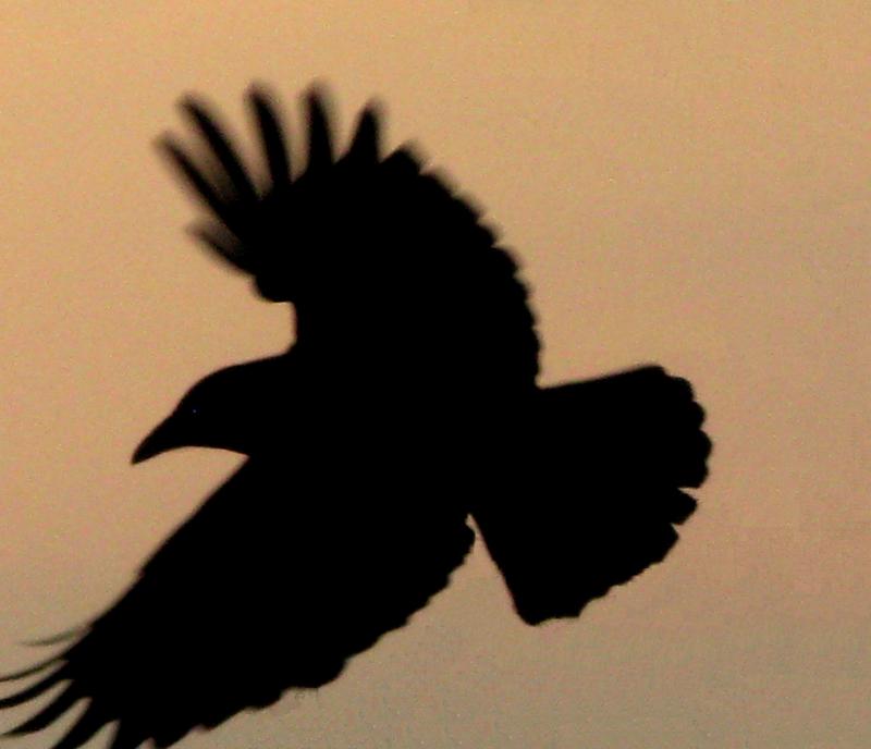 Carrion Crow (Corvus corone); DISPLAY FULL IMAGE.