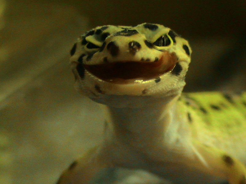 Leopard Gecko (Eublepharis macularius); DISPLAY FULL IMAGE.