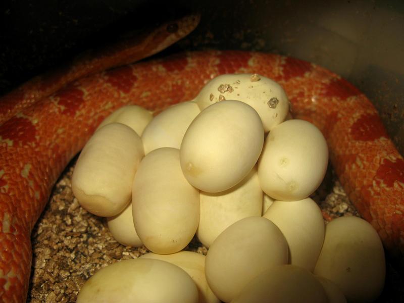 Corn Snake (Elaphe guttata guttata); DISPLAY FULL IMAGE.