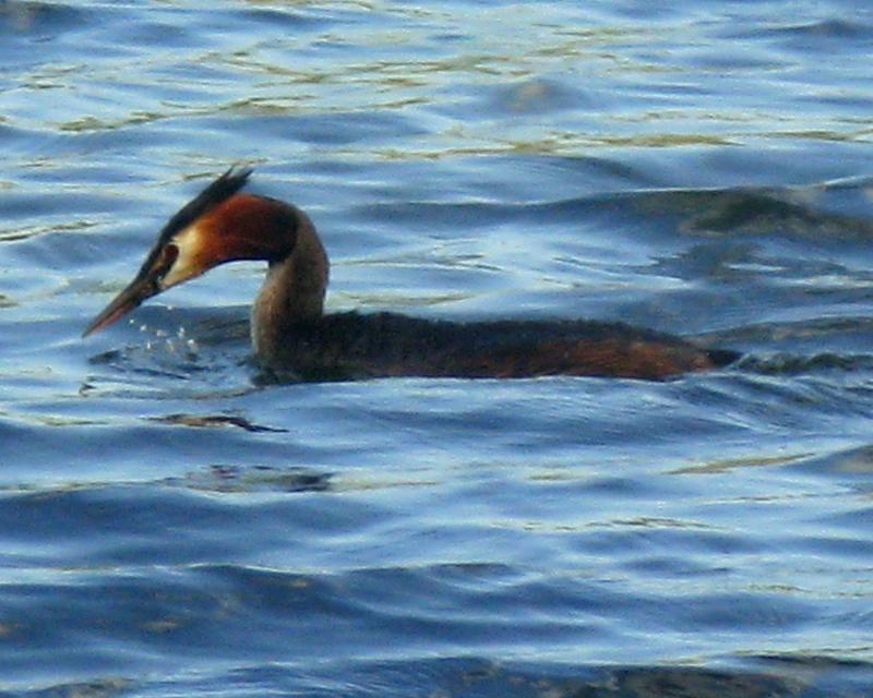 Great Crested Grebe (Podiceps cristatus); DISPLAY FULL IMAGE.