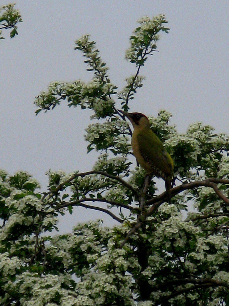 Green Woodpecker (Picus viridis); DISPLAY FULL IMAGE.