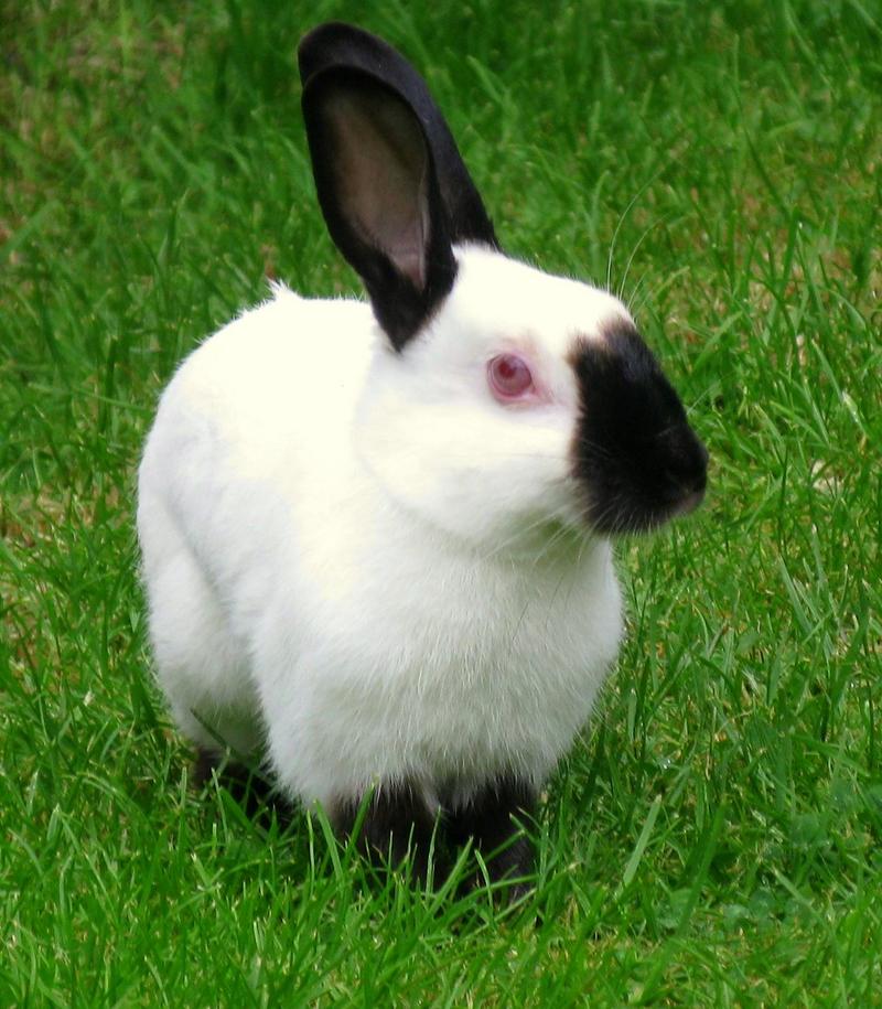 Himalayan Rabbit; DISPLAY FULL IMAGE.