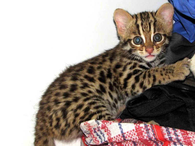 Asian Leopard Cat; DISPLAY FULL IMAGE.