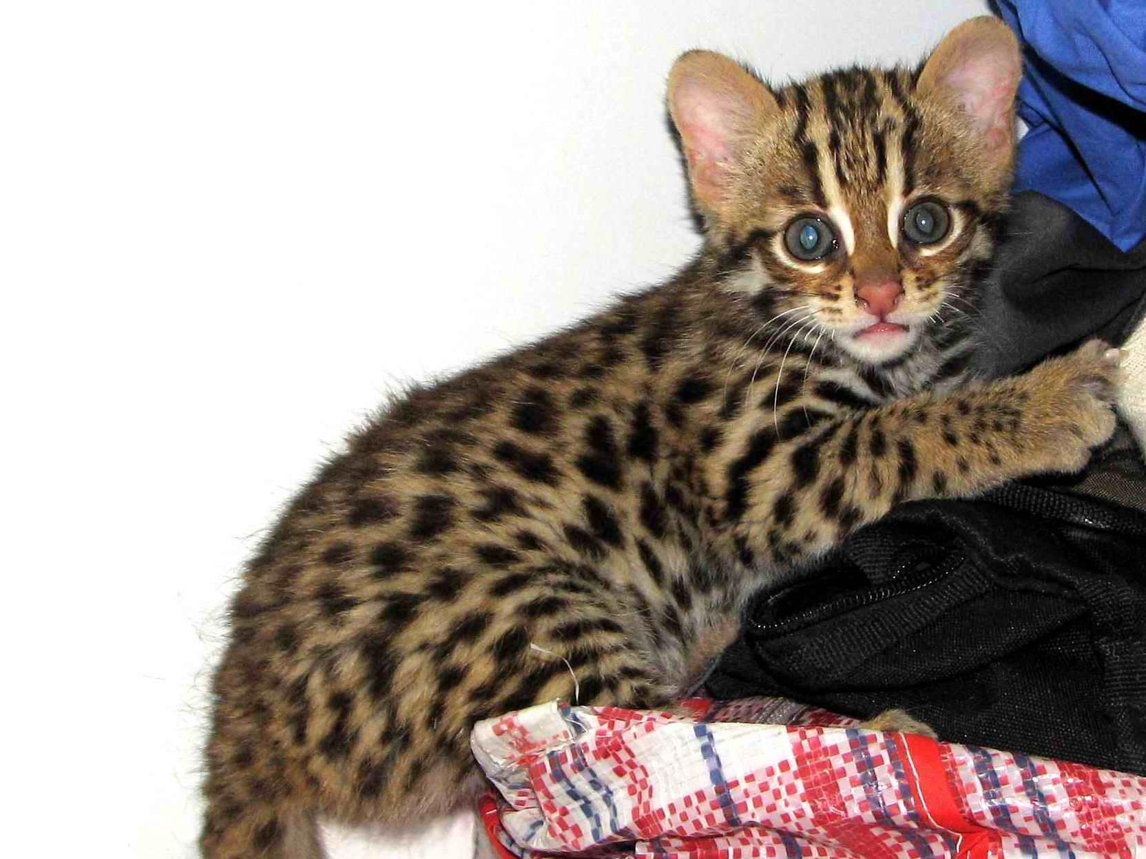 Тайская леопардовая кошка