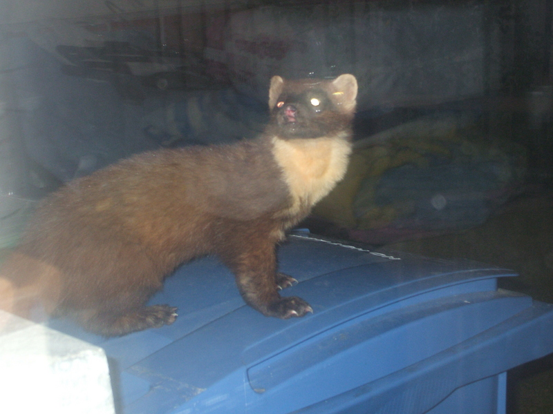 what is this --> Beech marten (Martes foina); DISPLAY FULL IMAGE.
