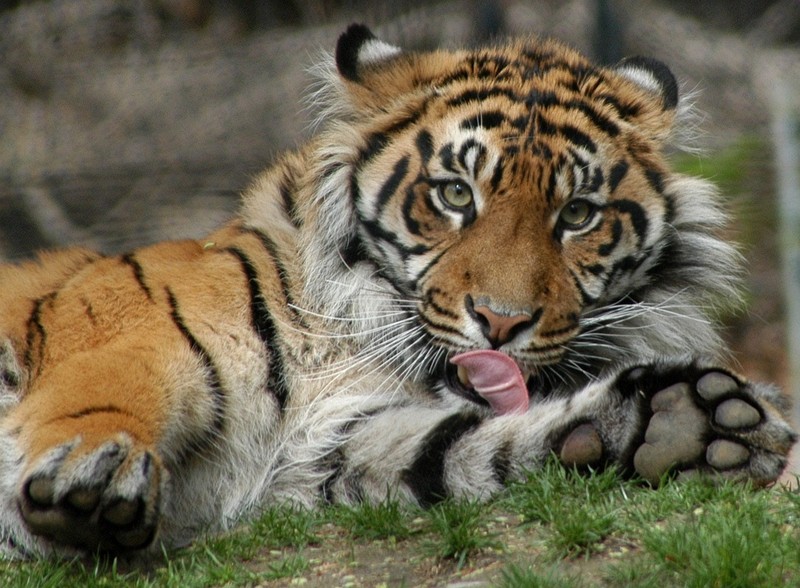 Sumatran Tiger (c) Art Slack - Photographer; DISPLAY FULL IMAGE.