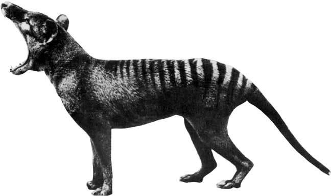 Extinct Tasmanian Tiger's Dna Revived In Mice [livescience 2008-05-19 