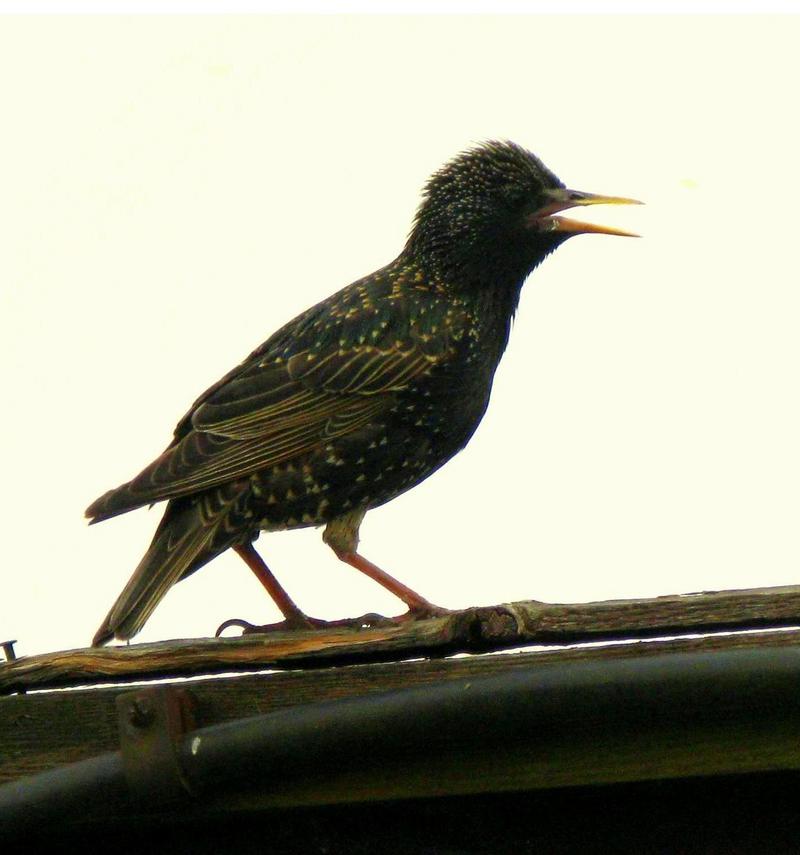 Starling (Sturnus vulgaris); DISPLAY FULL IMAGE.