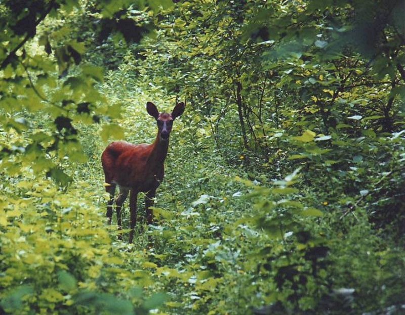 White-tailed Deer (c) Art Slack - Photographer; DISPLAY FULL IMAGE.