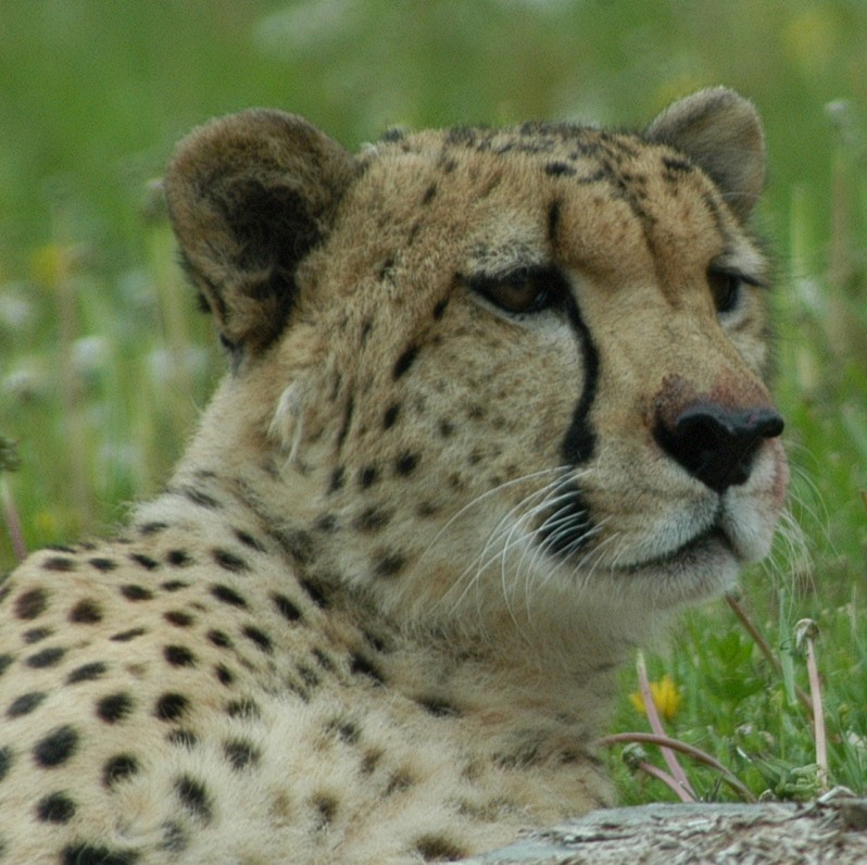 Cheetah (c) Art Slack - Photographer; DISPLAY FULL IMAGE.