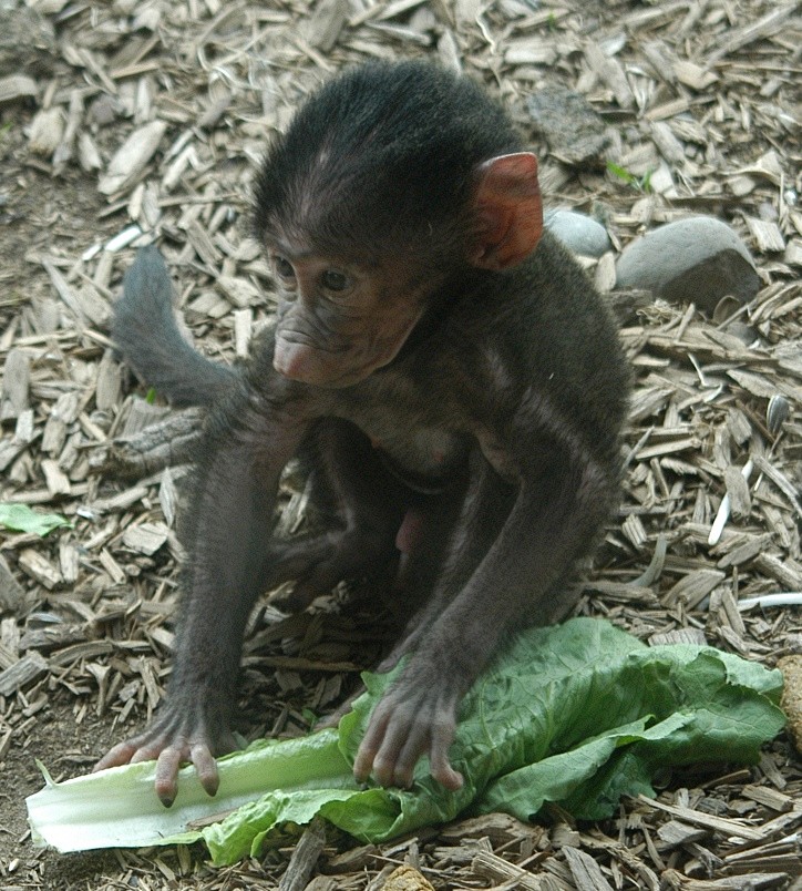 Baboon Baby (c) Art Slack - Photographer; Image ONLY