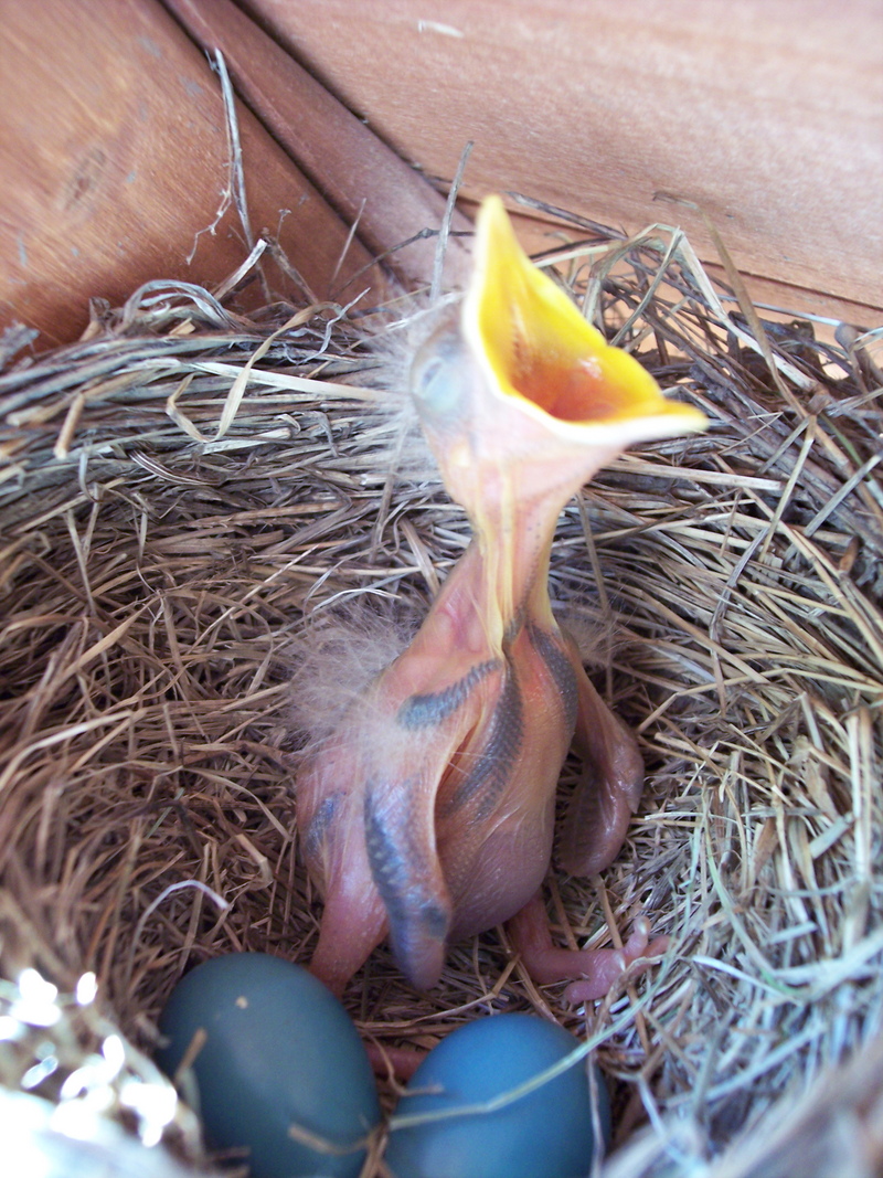 Baby Robin; DISPLAY FULL IMAGE.