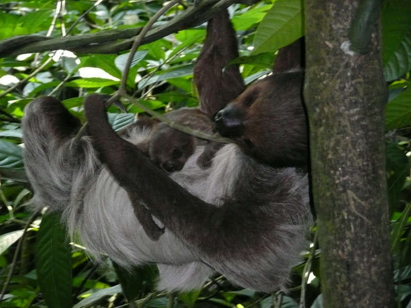 Sloth; DISPLAY FULL IMAGE.