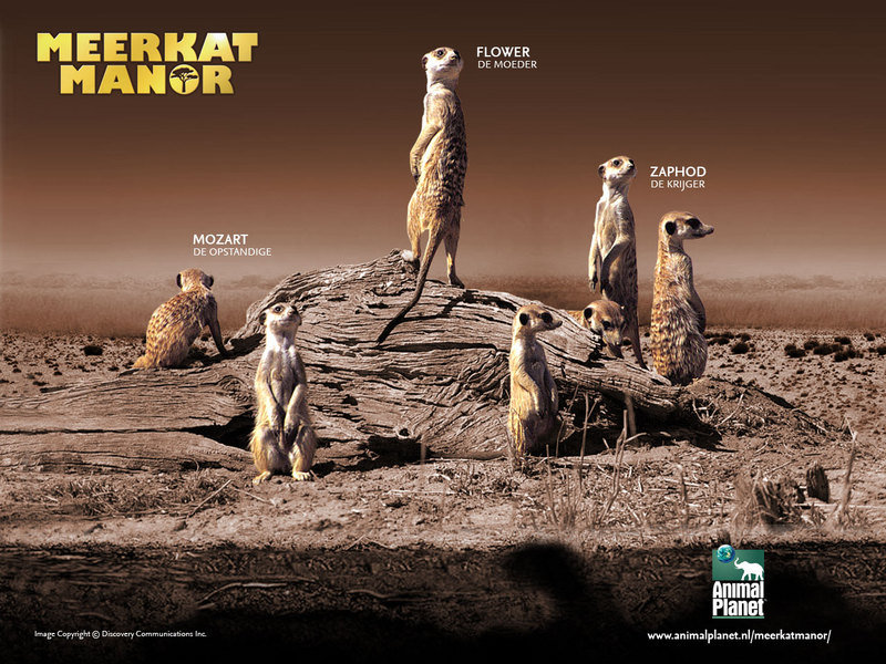 meerkat manor photo wallpaper; DISPLAY FULL IMAGE.