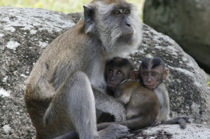 long-tailed macaque (Macaca facicularis); DISPLAY FULL IMAGE.