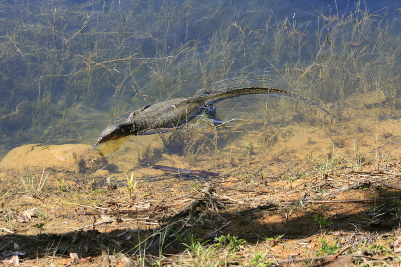 Malayan Water Monitor lizard (Varanus salvator); DISPLAY FULL IMAGE.