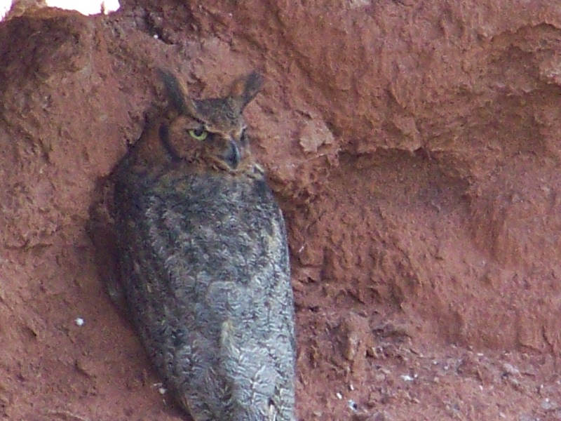 Great Horned Owl; DISPLAY FULL IMAGE.