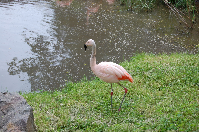 Chilean Flamingo; DISPLAY FULL IMAGE.