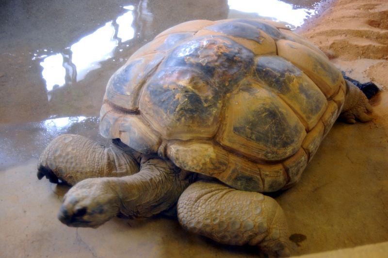 Giant Madagascan Tortoise; DISPLAY FULL IMAGE.