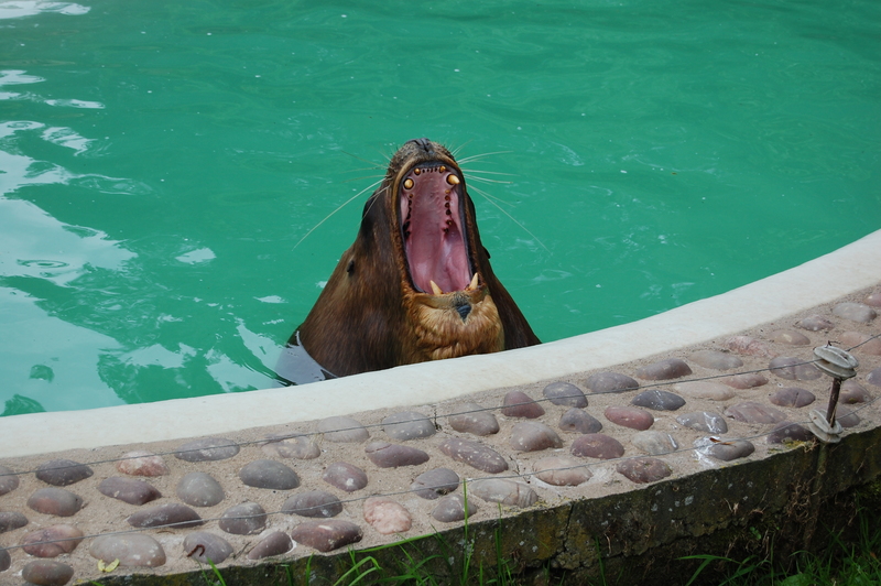 Bull Sea Lion; DISPLAY FULL IMAGE.