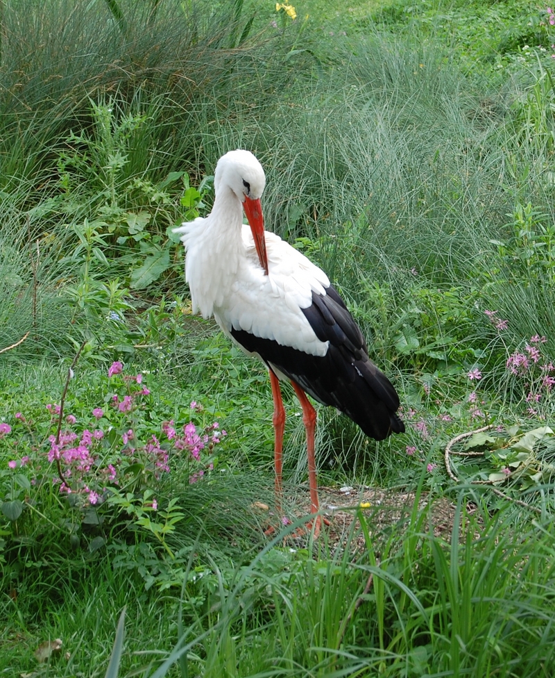 White Stork   (Ciconia ciconia); DISPLAY FULL IMAGE.