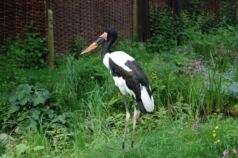 Saddle Billed Stork -- saddle-billed stork (Ephippiorhynchus senegalensis); DISPLAY FULL IMAGE.