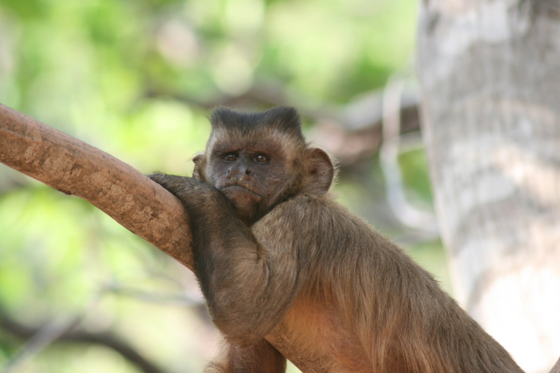 The symbolic monkey? Token-mediated economic choices in tufted capuchins [EurekAlert 2008-06-10]; DISPLAY FULL IMAGE.
