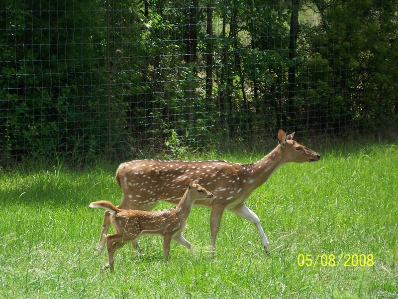 Axis Doe and Fawn - Chital (Axis axis); DISPLAY FULL IMAGE.