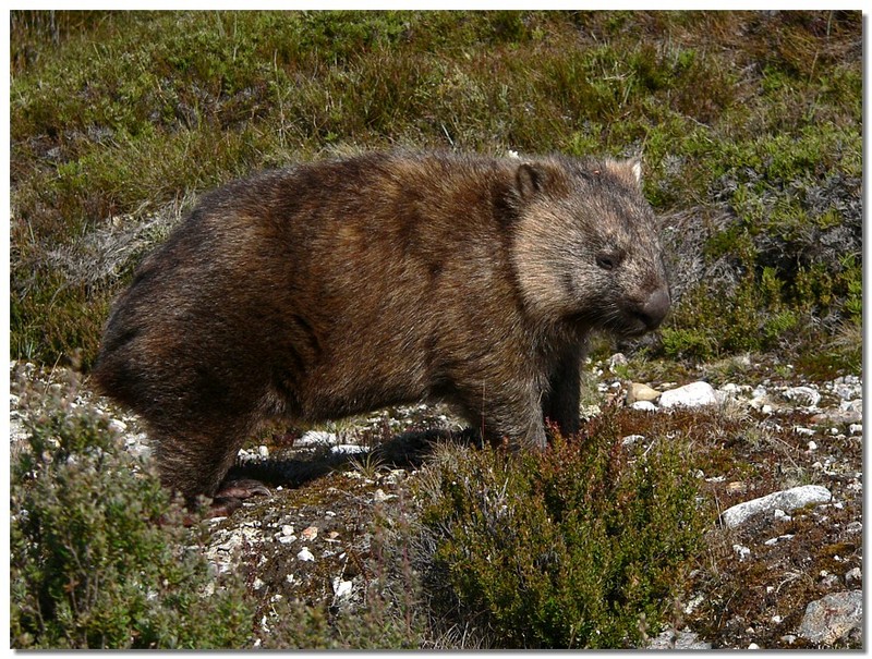 Wombat; DISPLAY FULL IMAGE.