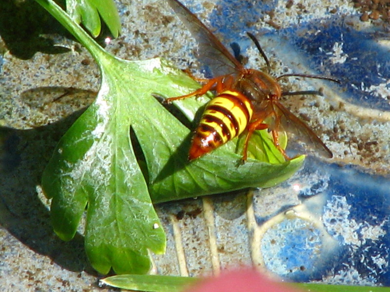 Another view of the Cicada Killer Wasp; DISPLAY FULL IMAGE.