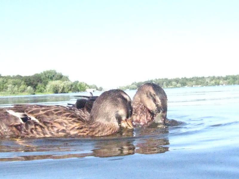 Mallard ducks swimming; DISPLAY FULL IMAGE.