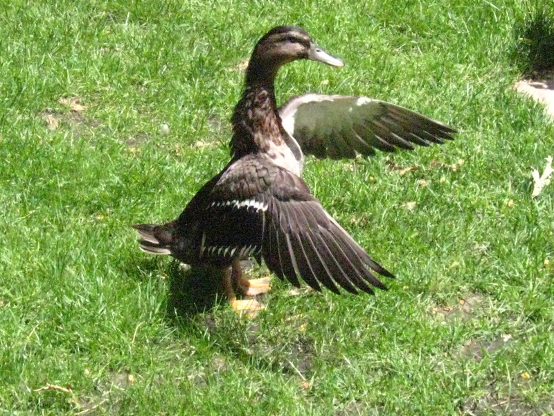 Mallard duck Flapping Its Wings; DISPLAY FULL IMAGE.