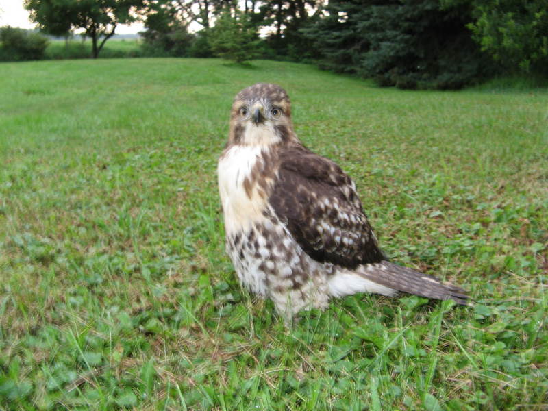 Unidentified Raptor (young); DISPLAY FULL IMAGE.