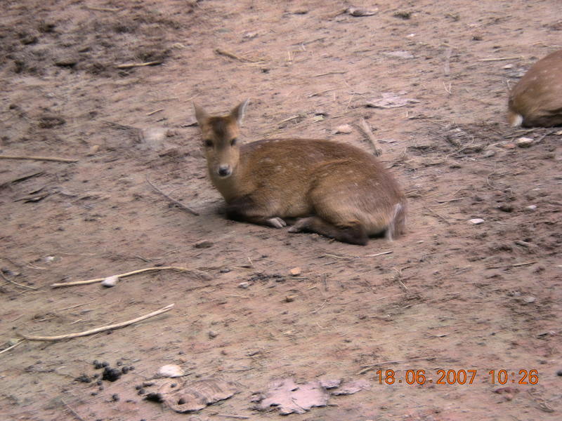 Animal in Malaysia; DISPLAY FULL IMAGE.