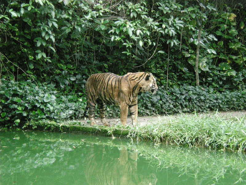 Animal in Malaysia; DISPLAY FULL IMAGE.