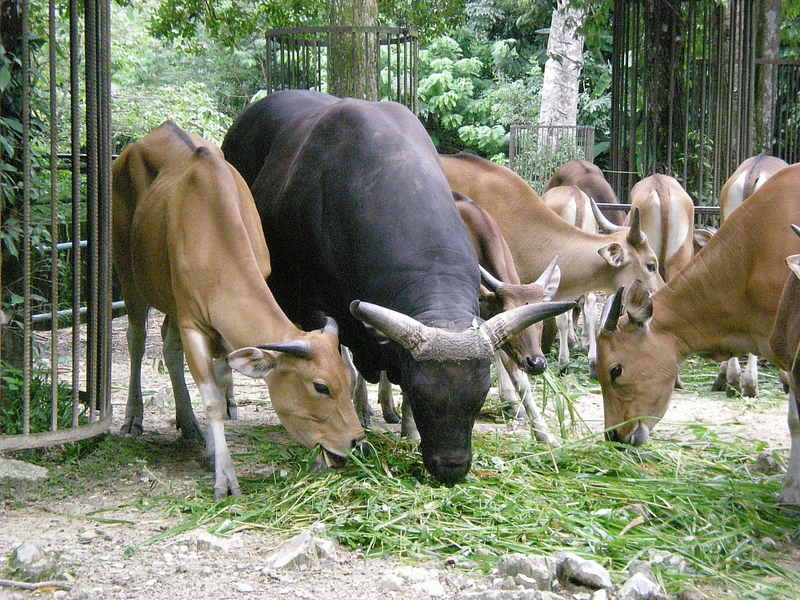 Animal in Malaysia; DISPLAY FULL IMAGE.