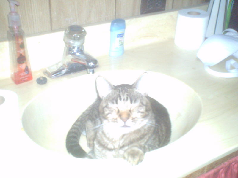 cat in sink; DISPLAY FULL IMAGE.