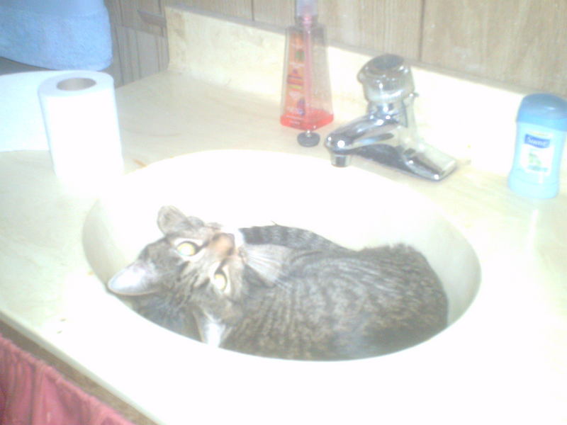 cat in sink; DISPLAY FULL IMAGE.