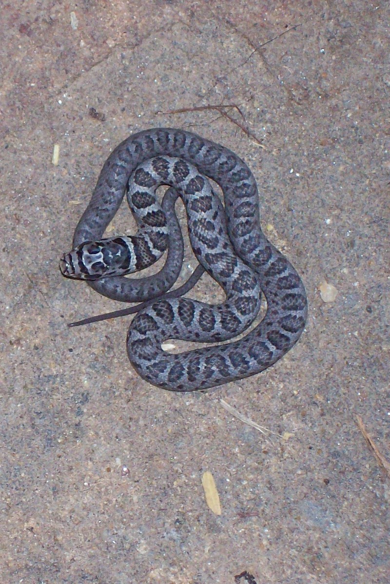 Eastern Milk Snake? of Maryland; DISPLAY FULL IMAGE.