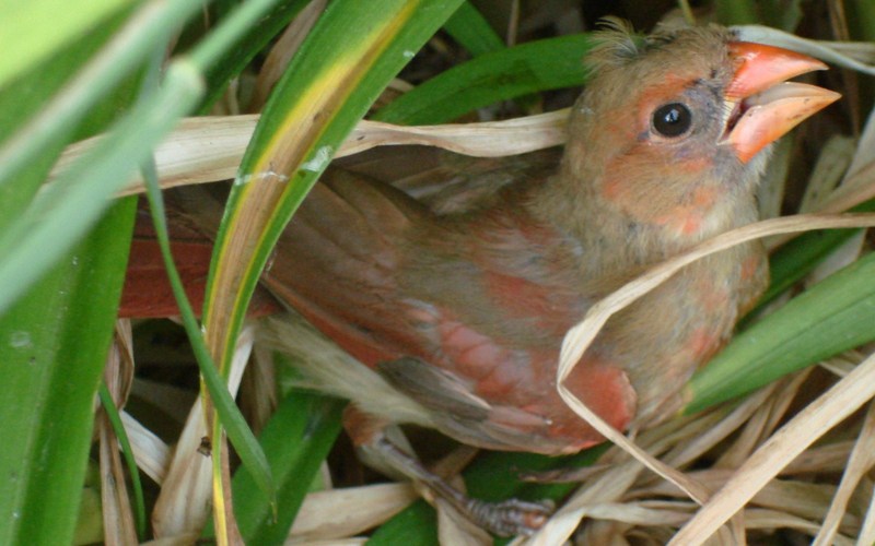 injured female cardnal; DISPLAY FULL IMAGE.