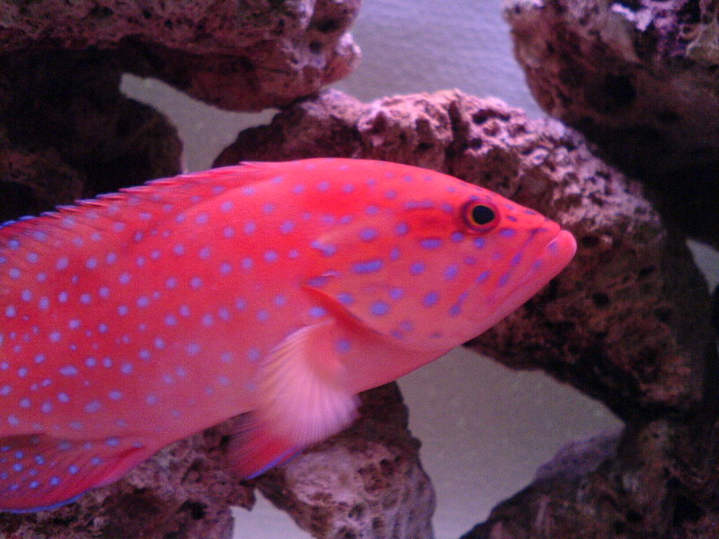 my miniatus grouper in the 35 gallon tank -- coral hind (Cephalopholis miniata); DISPLAY FULL IMAGE.