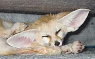 Vulpes fennec; Image ONLY